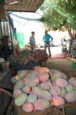 Mogán prepara lo mejor en fruta y pescado para la ofrenda a la Virgen del Pino