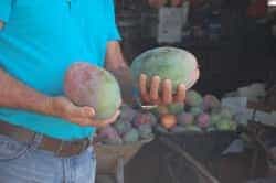 LQ ofrendaVirgendelPino 5517