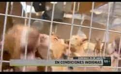 perrosEnCondicionesIndignas