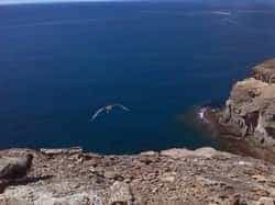 LQ asocAmigosPardela1