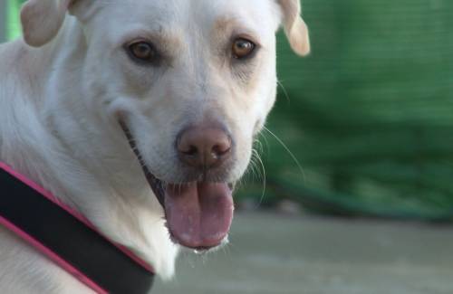 Mogán a la cabeza en el control  municipal de animales abandonados