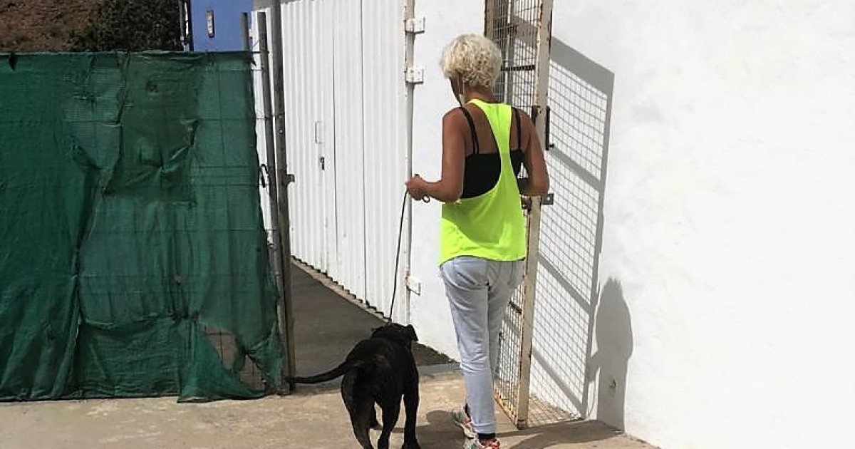 Mogán devuelve los 6 perros incautados en Playa del Cura