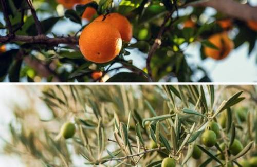 83 agricultores de Mogán se benefician de la primera campaña contra la polilla de cítricos y olivos