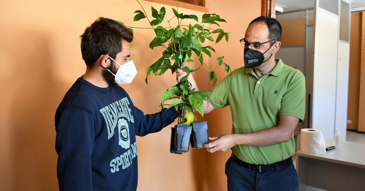 El Ayuntamiento de Mogán entrega plantas de maracuyá a 65 agricultores del municipio