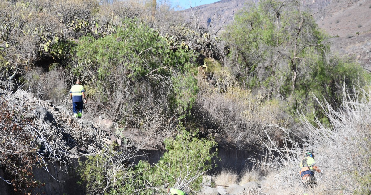 Mogán limpia de cañas sus barrancos como medida preventiva ante incendios