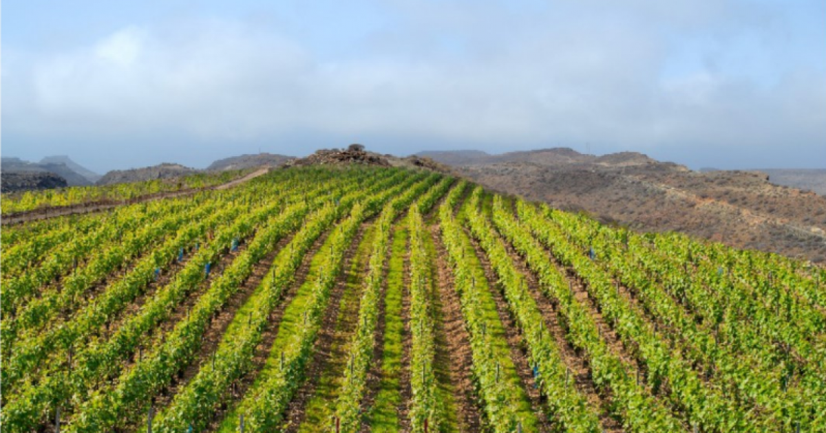 Mogán da luz verde al proyecto que convertirá el área de Catanga en epicentro del ecoturismo y agroturismo  en Gran Canaria