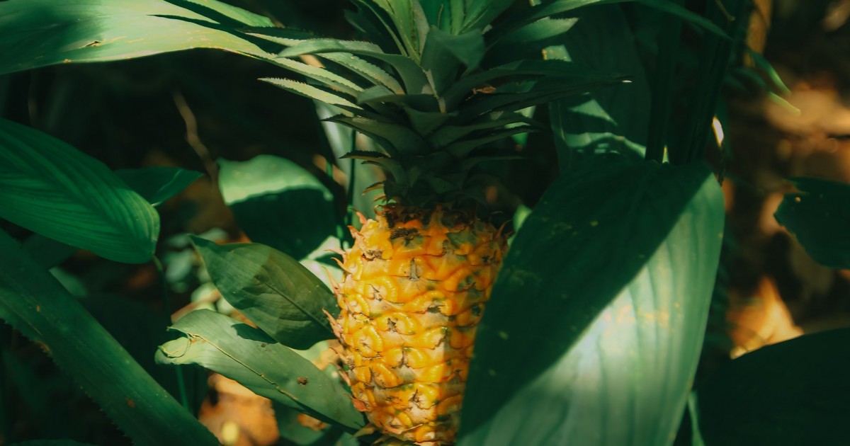 Mogán entrega piña tropical para la segunda la campaña de este cultivo en el municipio