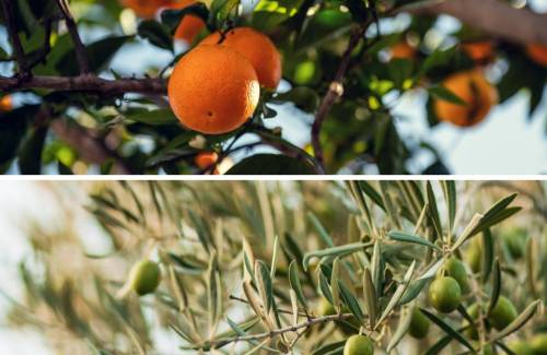 El Ayuntamiento lanza la segunda campaña para combatir la polilla en cítricos y olivos