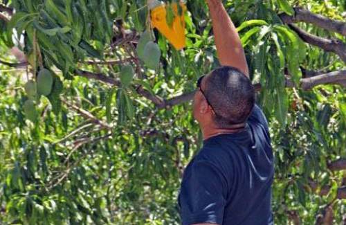 Mogán pone en marcha la sexta campaña contra la mosca de la fruta