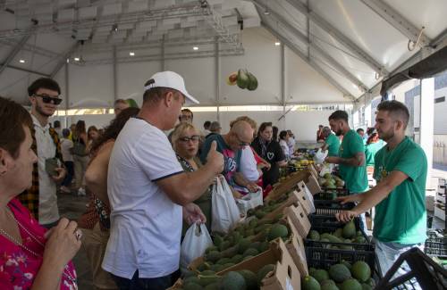 El aguacate moganero conquista en su feria de invierno de Arguineguín