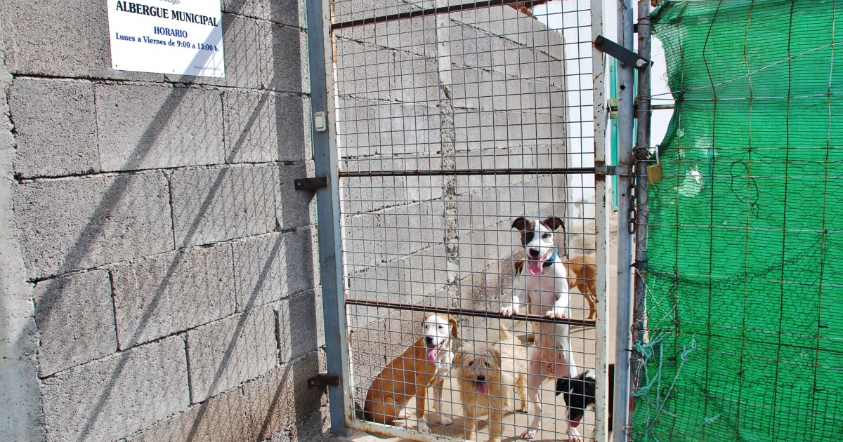 El Ayuntamiento de Mogán se adhiere a la Red Canaria de Animales sin Hogar