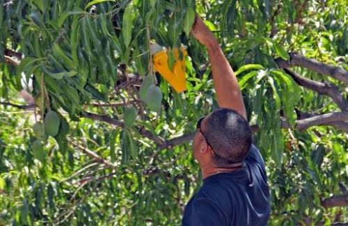 107 agricultores de Mogán se benefician  de la campaña contra la mosca de la fruta