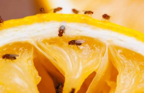 Mogán reparte 1.200 mosqueros entre 77  agricultores del municipio