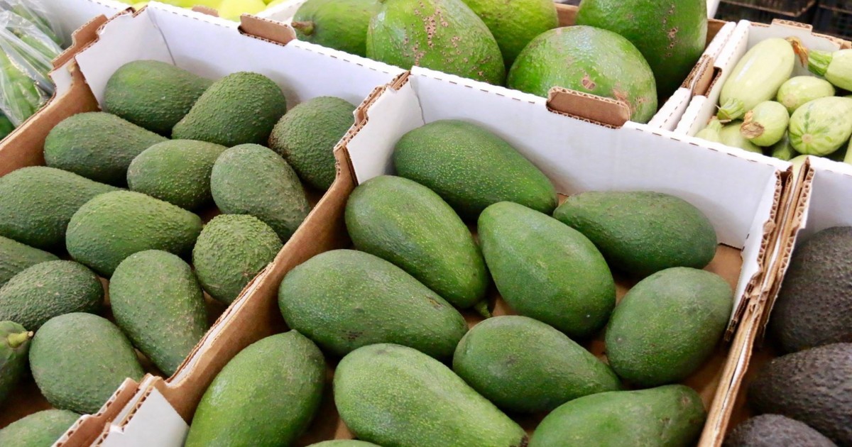 Mogán acogerá una charla formativa sobre fruticultura el 16 de octubre