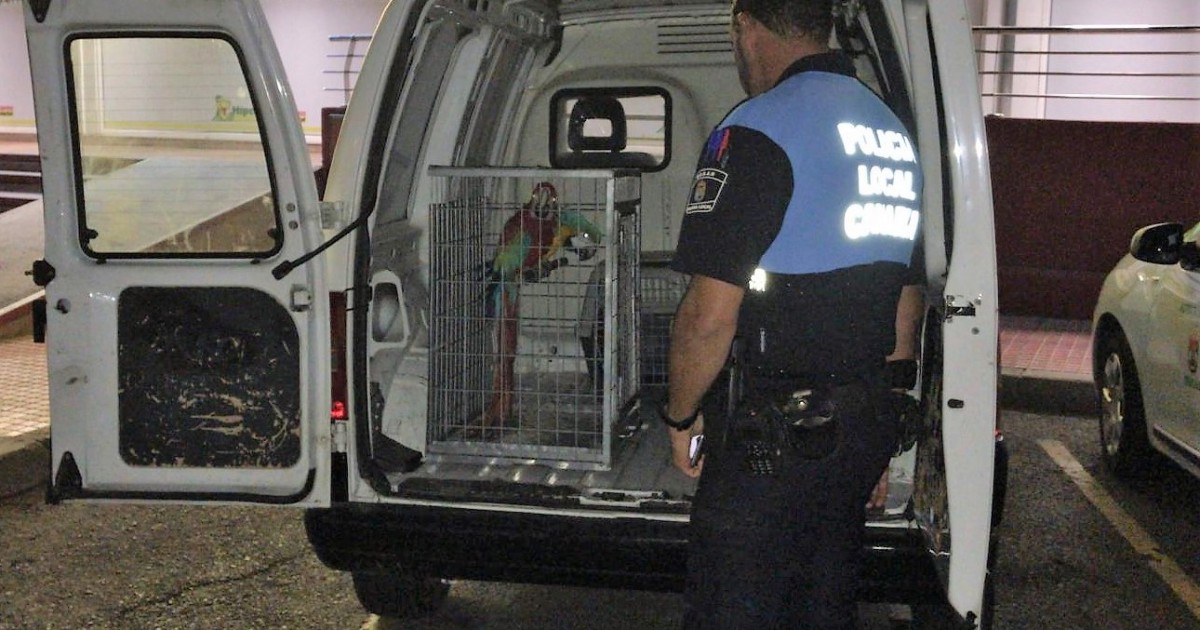 La Policía Local de Mogán impide que 2 loros sean usados como reclamo turístico