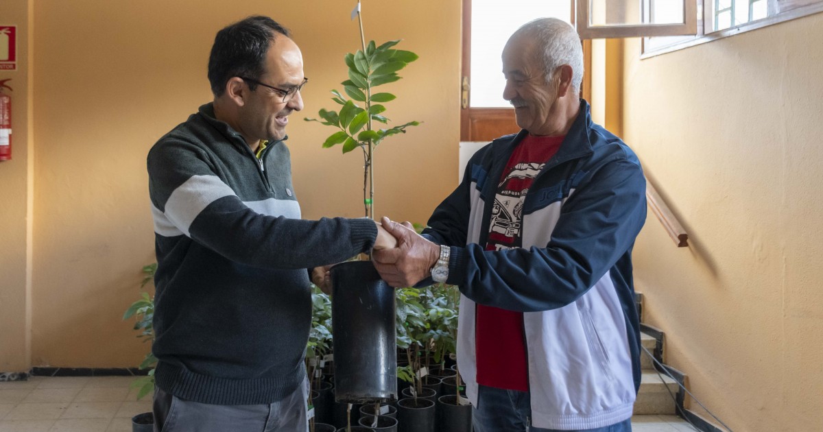 El Ayuntamiento de Mogán entrega árboles de longan a 99 agricultores