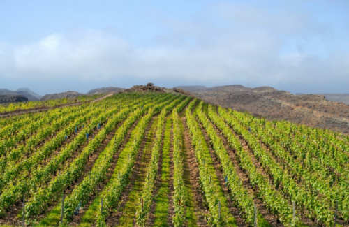 Mogán da luz verde al proyecto que convertirá el área de Catanga en epicentro del ecoturismo y agroturismo  en Gran Canaria