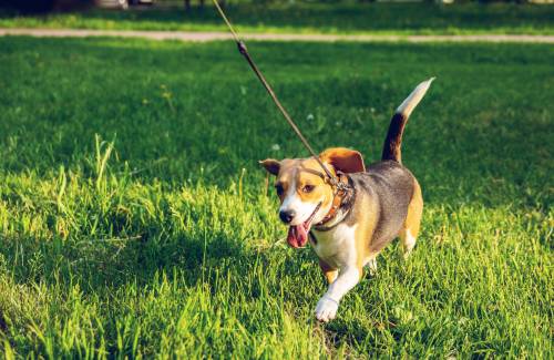 COMUNICADO. Coronavirus y animales de compañía