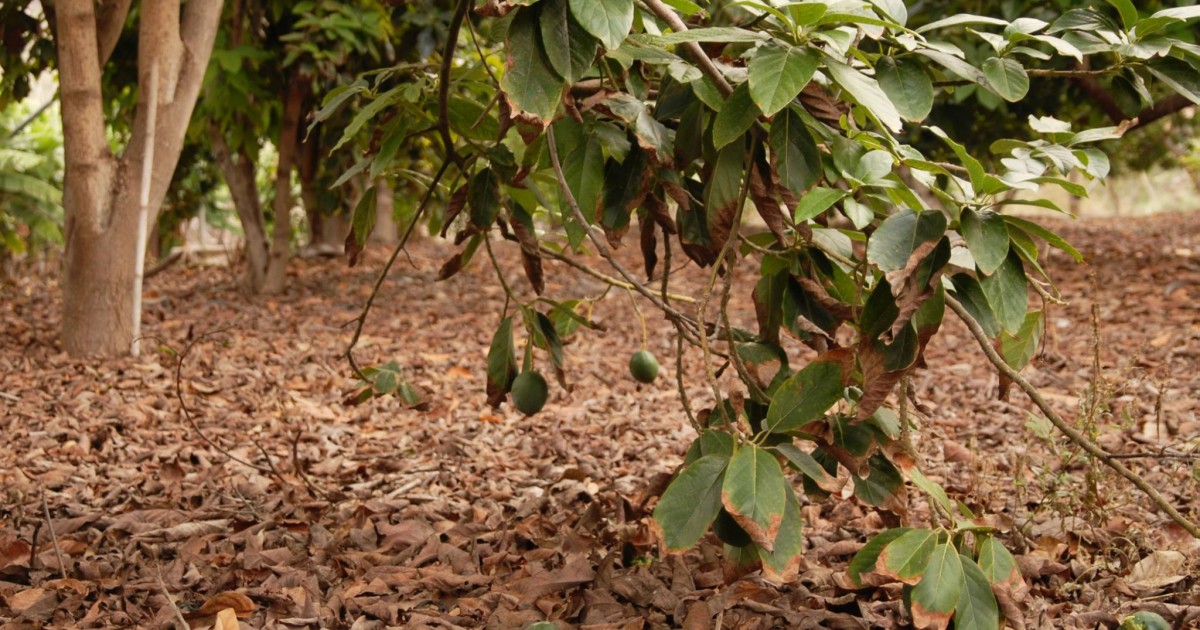 Mogán acoge un curso formativo sobre la poda del aguacate