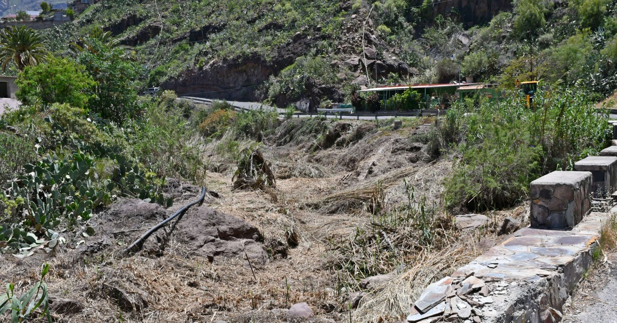 El Ayuntamiento de Mogán comienza la limpieza de un kilómetro de cañaverales en el barranco de Arguineguín