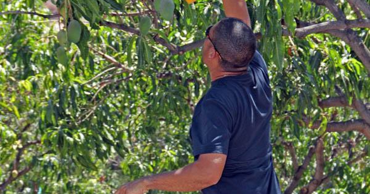 Mogán lanza la quinta campaña  contra la mosca de la fruta